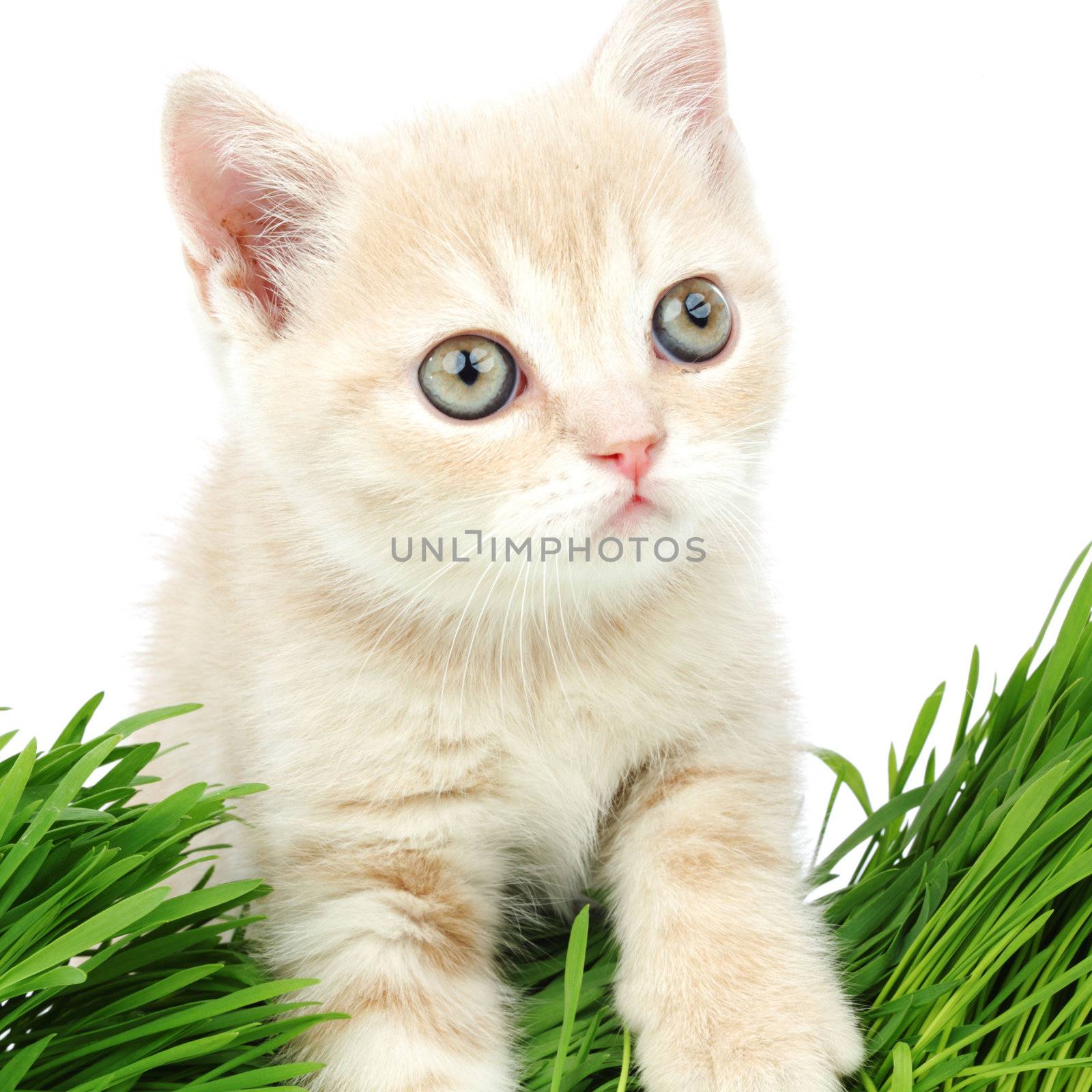 cat behind grass isolated on white background