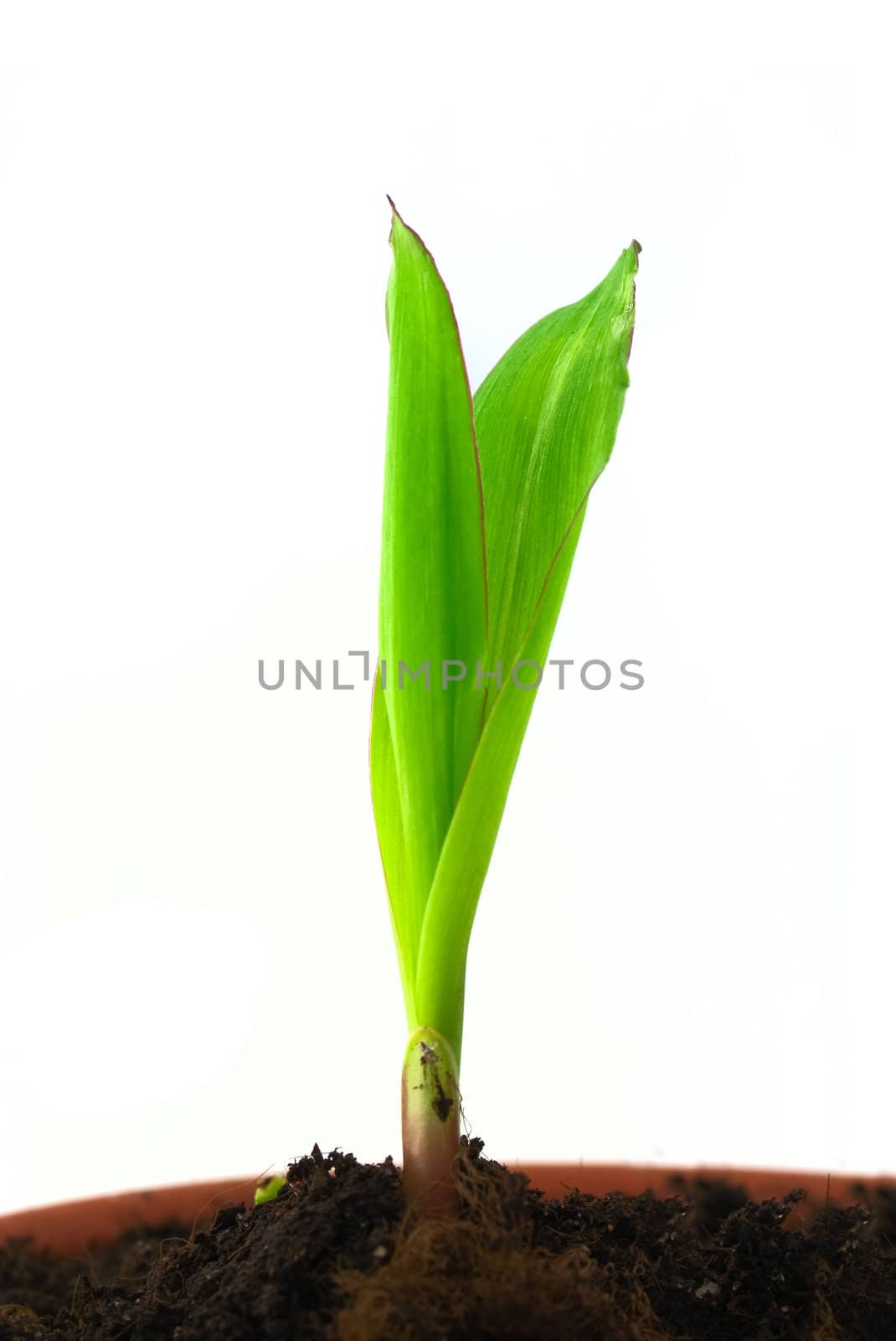 Single sprout of corn by vtorous