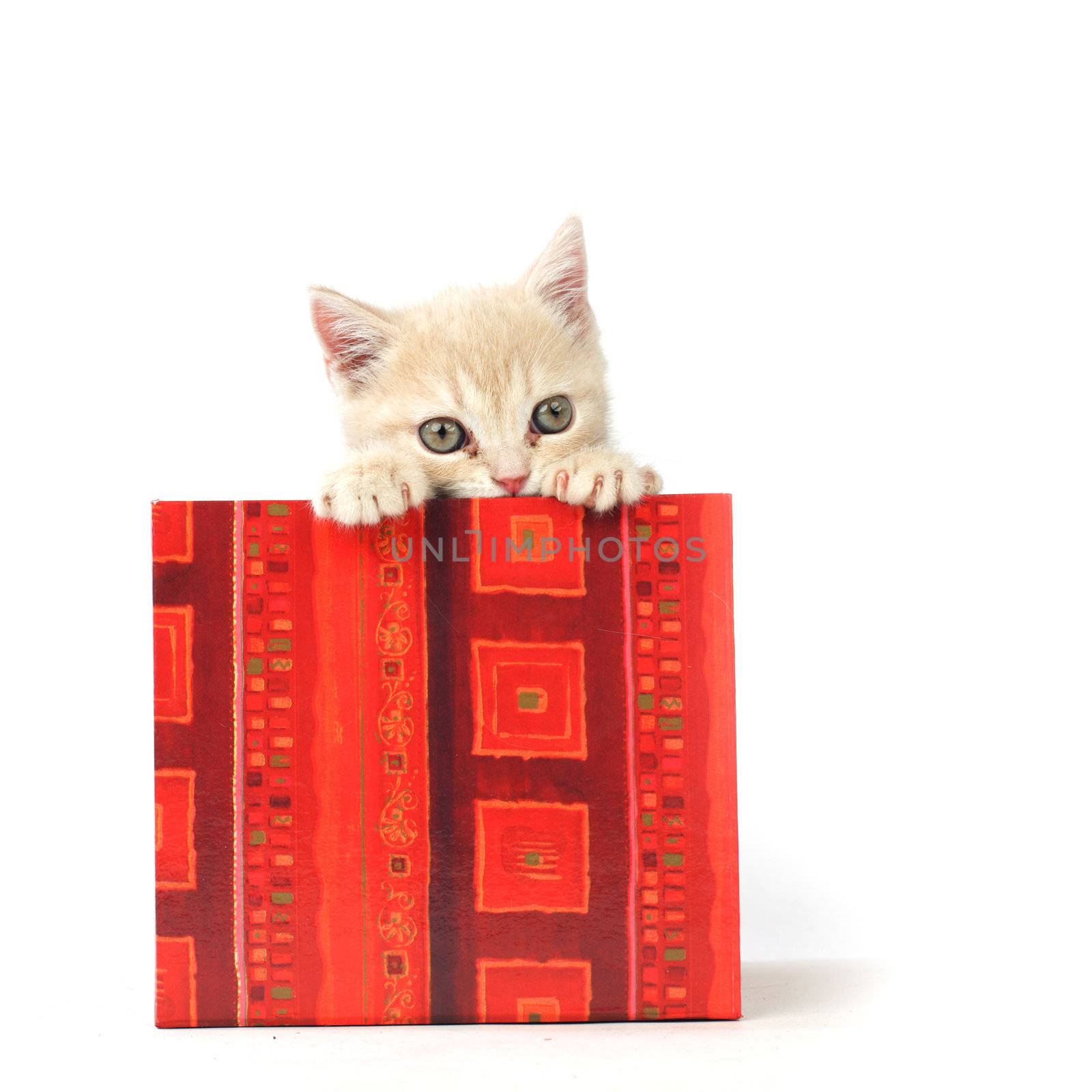 cat in gift box by Yellowj