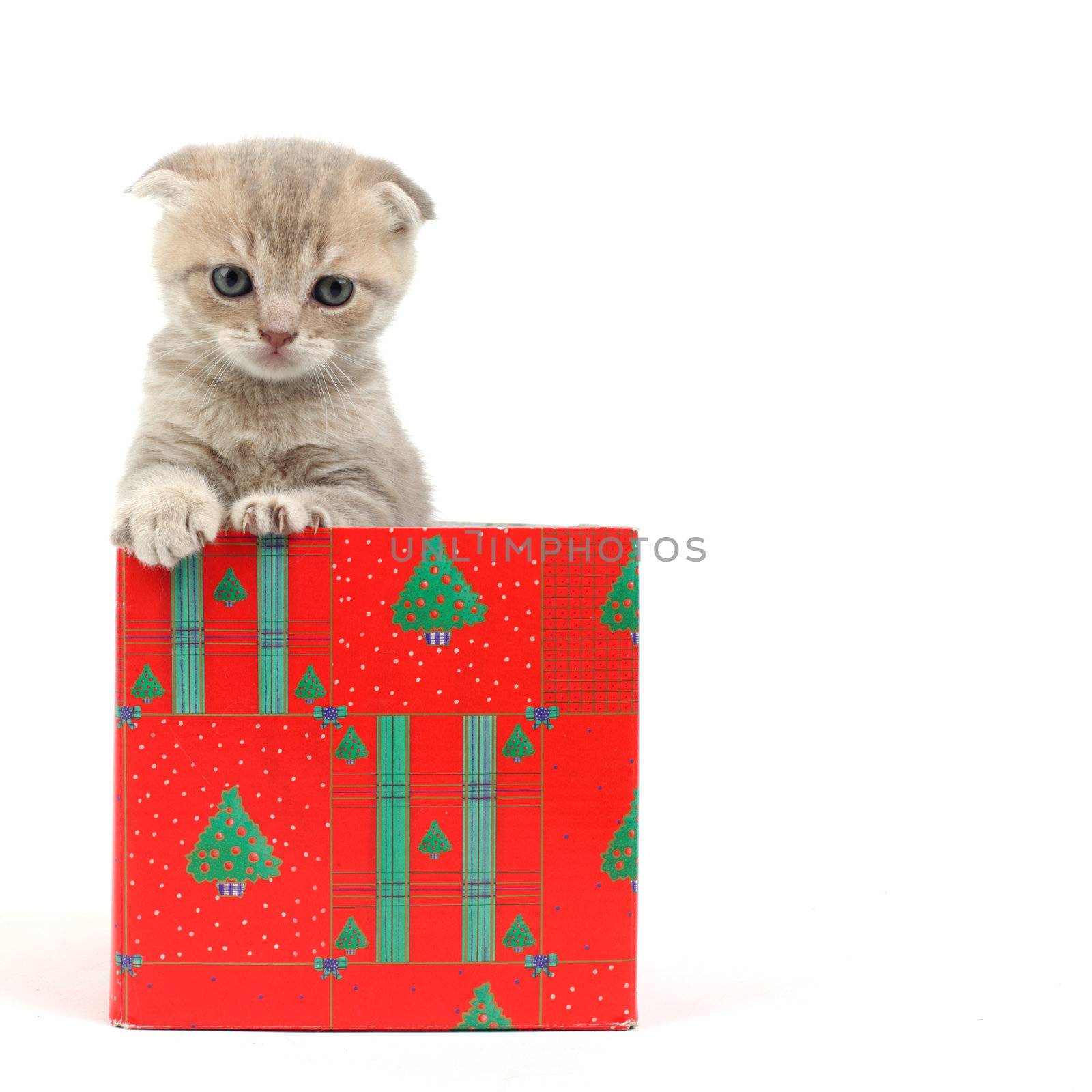 cat in gift box by Yellowj