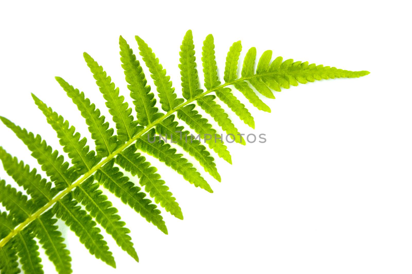 Close up fern leaf isolated on white