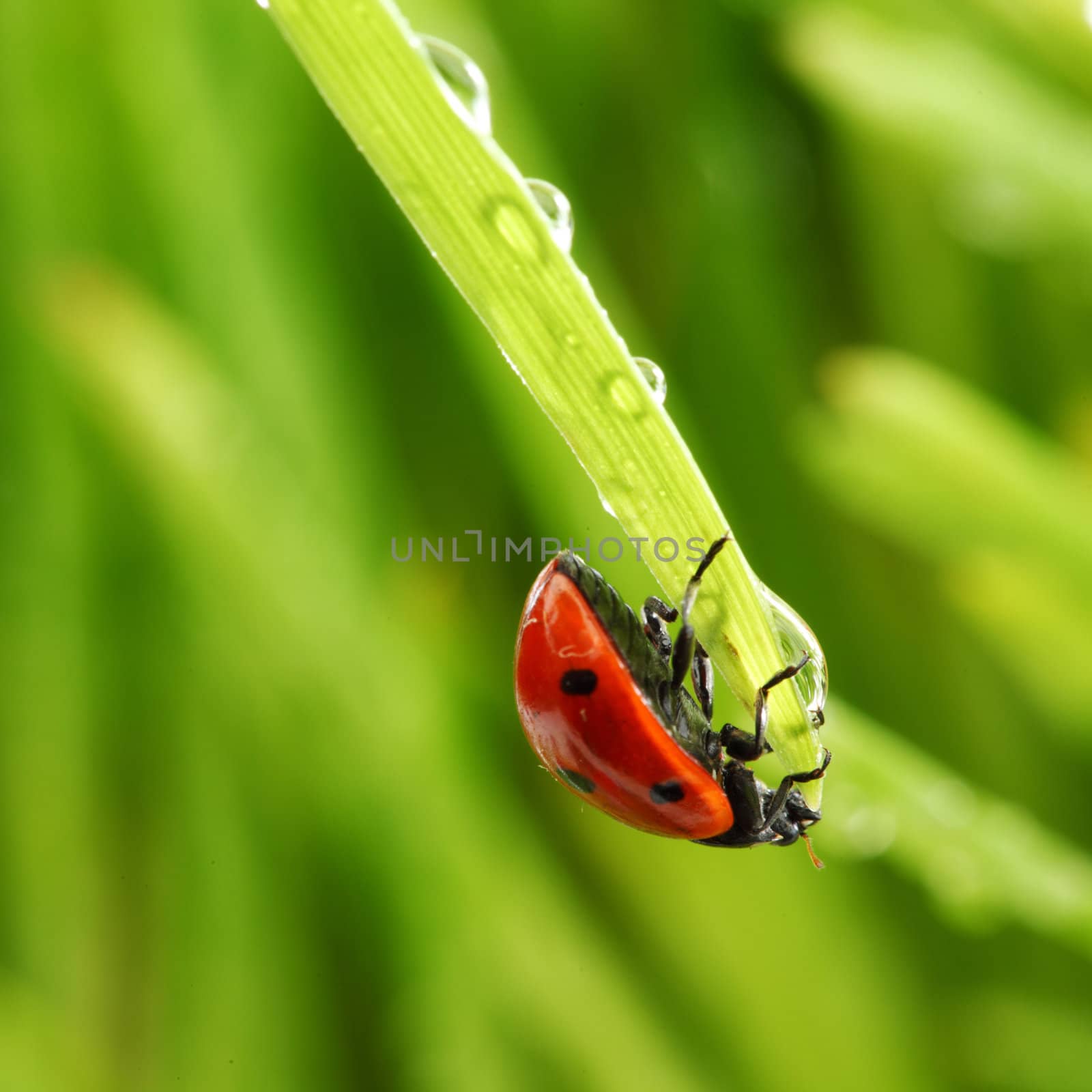 ladybug on grass by Yellowj