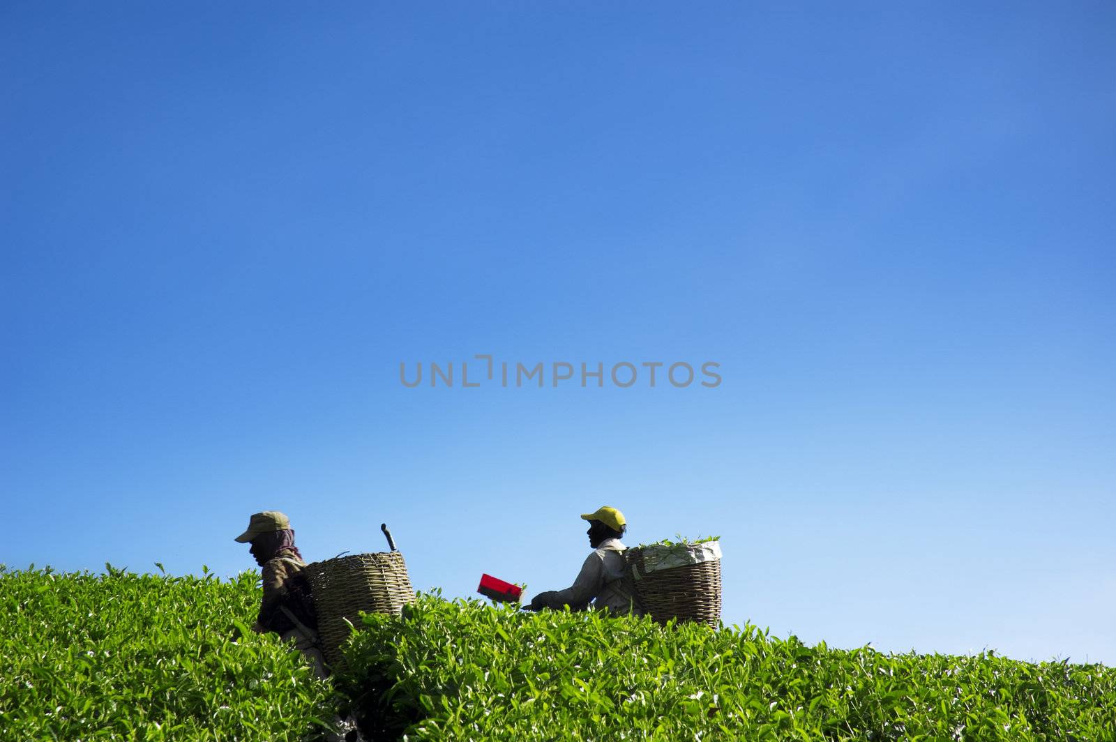 Two farmers working in tea farm, harvesting tea leaves.