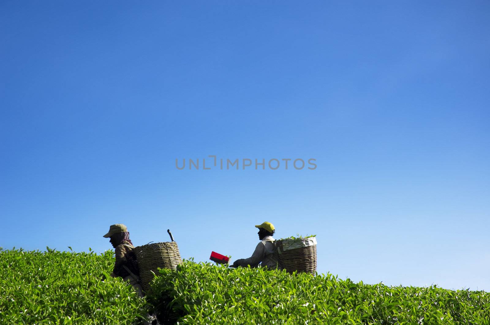 Harvest tea leaves by szefei