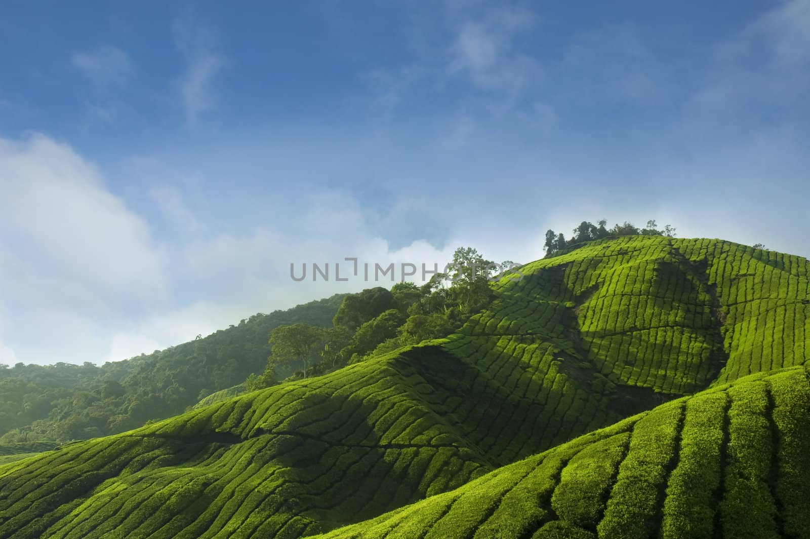 Tea Plantations at Cameron Highlands Malaysia, Asia.