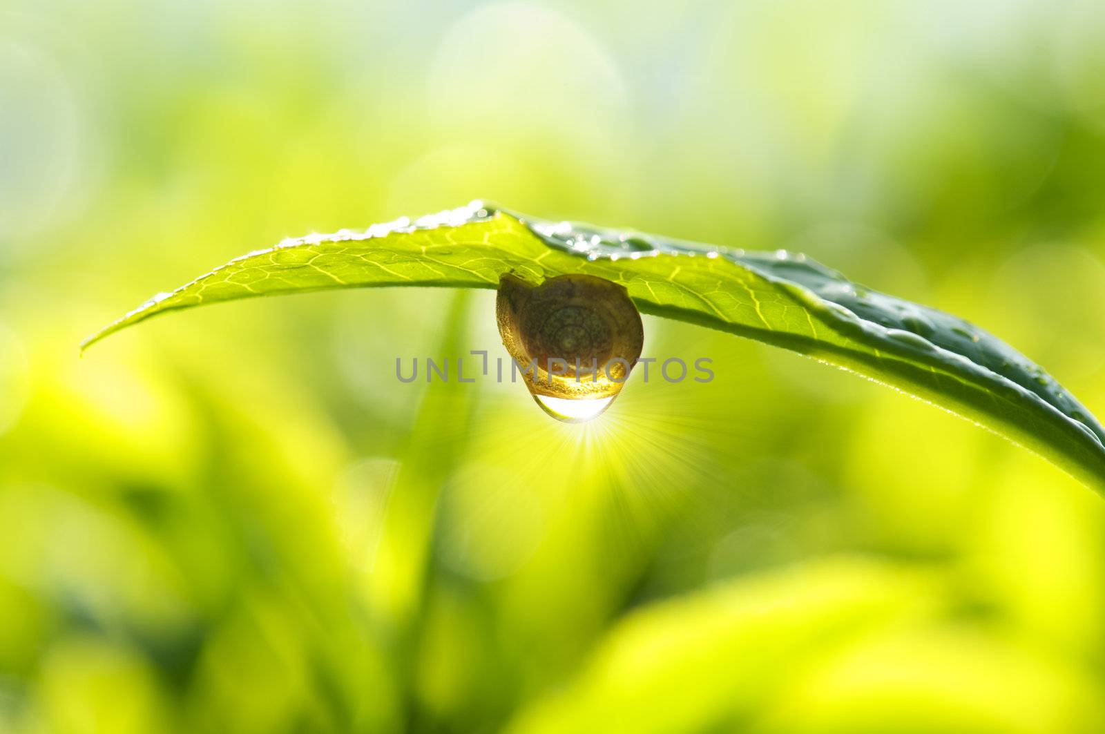 Snail on tea leaf with morning sunlight reflect on dew.