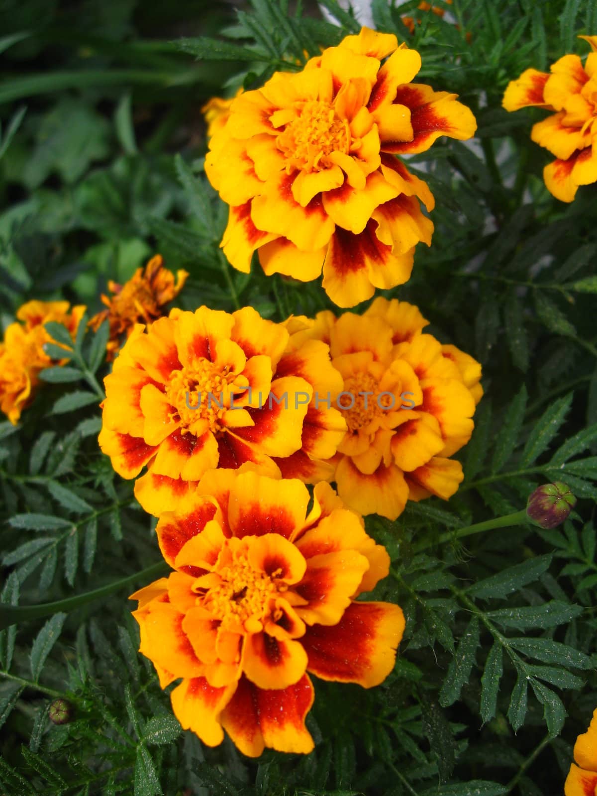 ukrainian Tagetes are very bright and fragrant