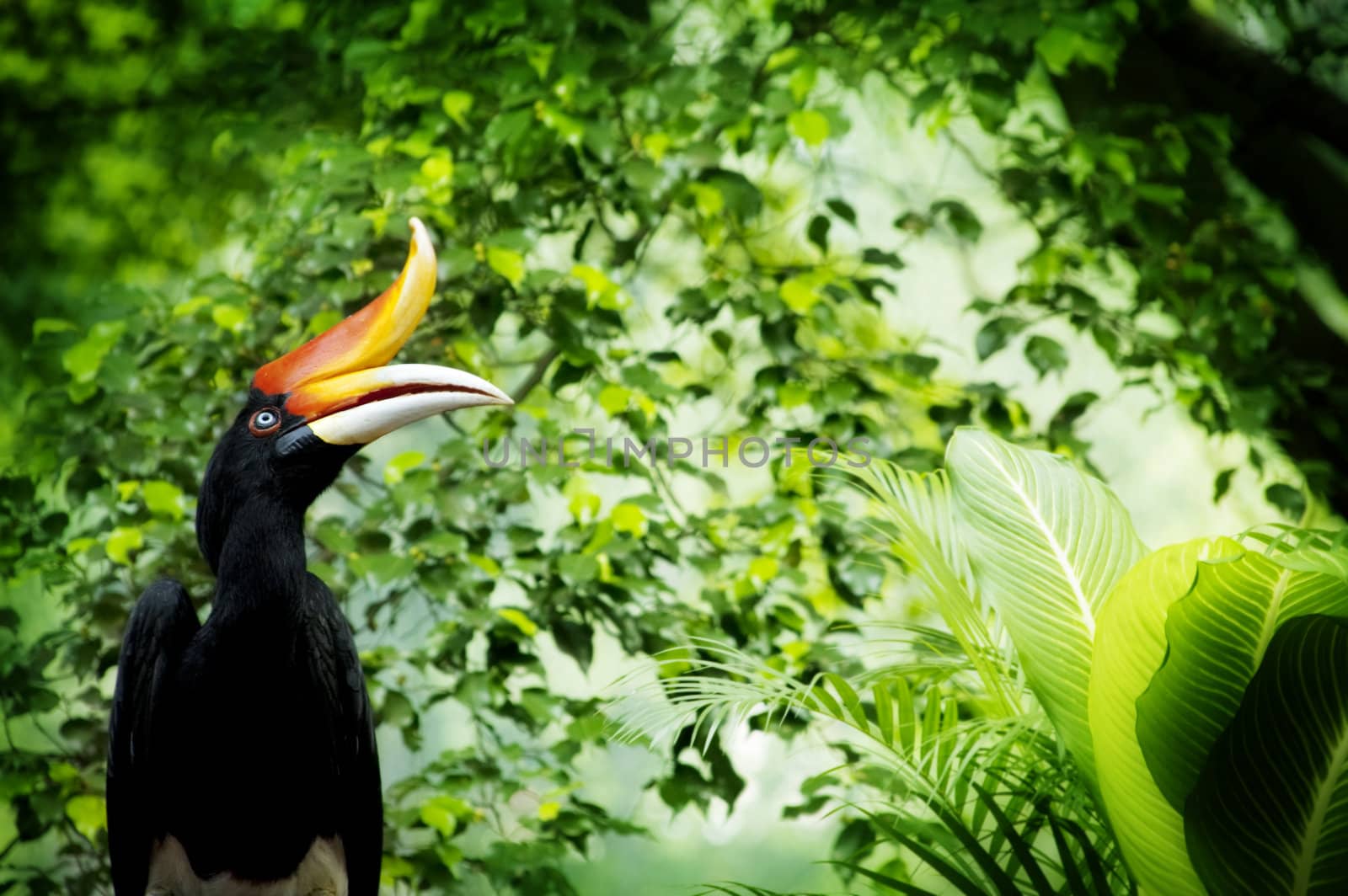 Borneo exoctic great hornbill in tropical rainforest, Malaysia.