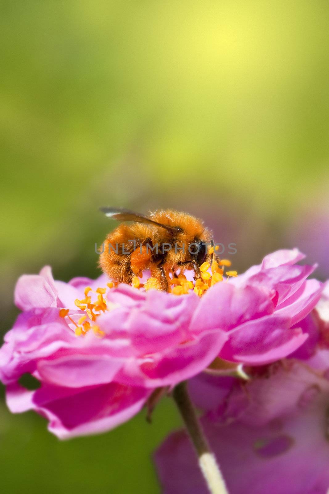 Close up bee collecting honey on pink flower