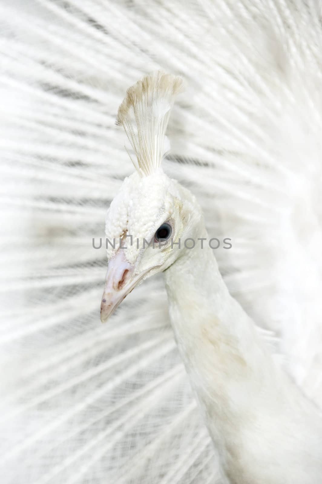 White peacock by szefei