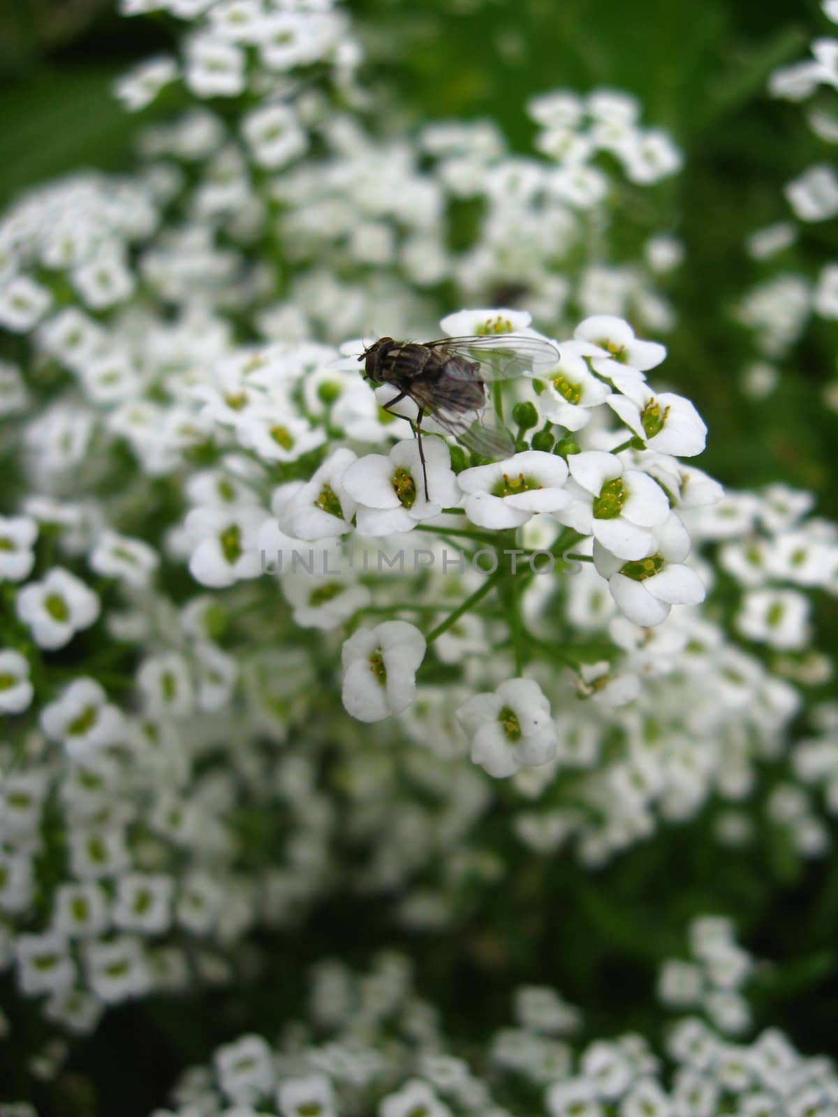 fly on the white flowers by alexmak