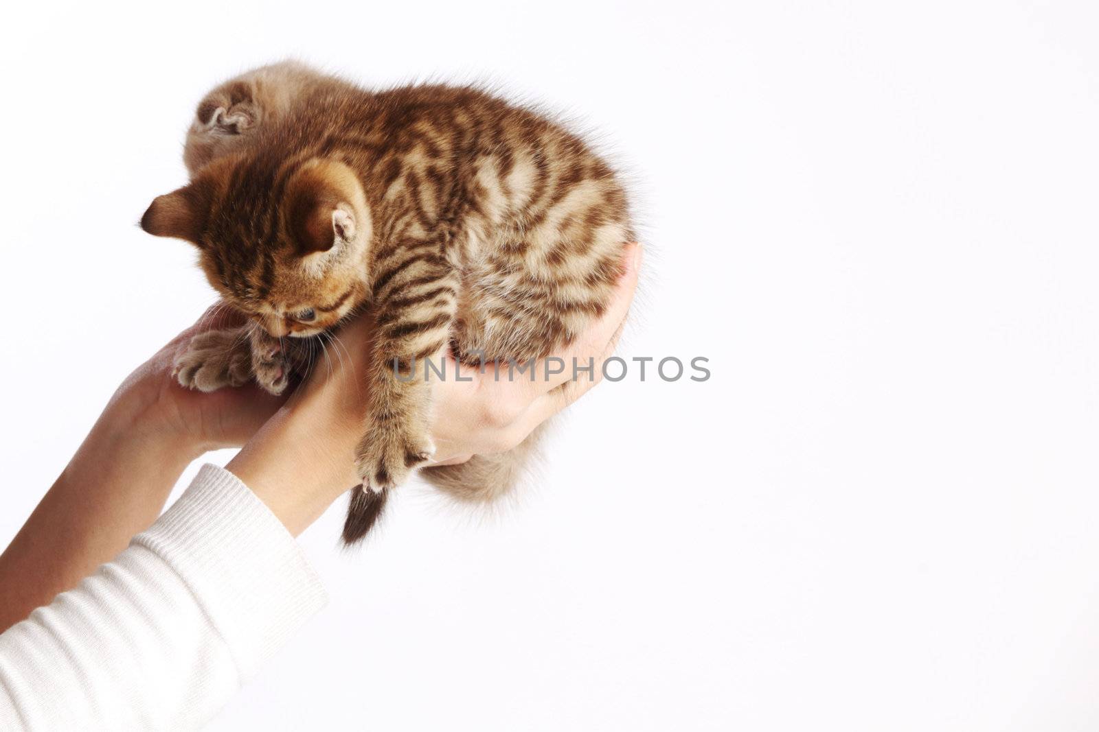 cat in hands isolated on white background