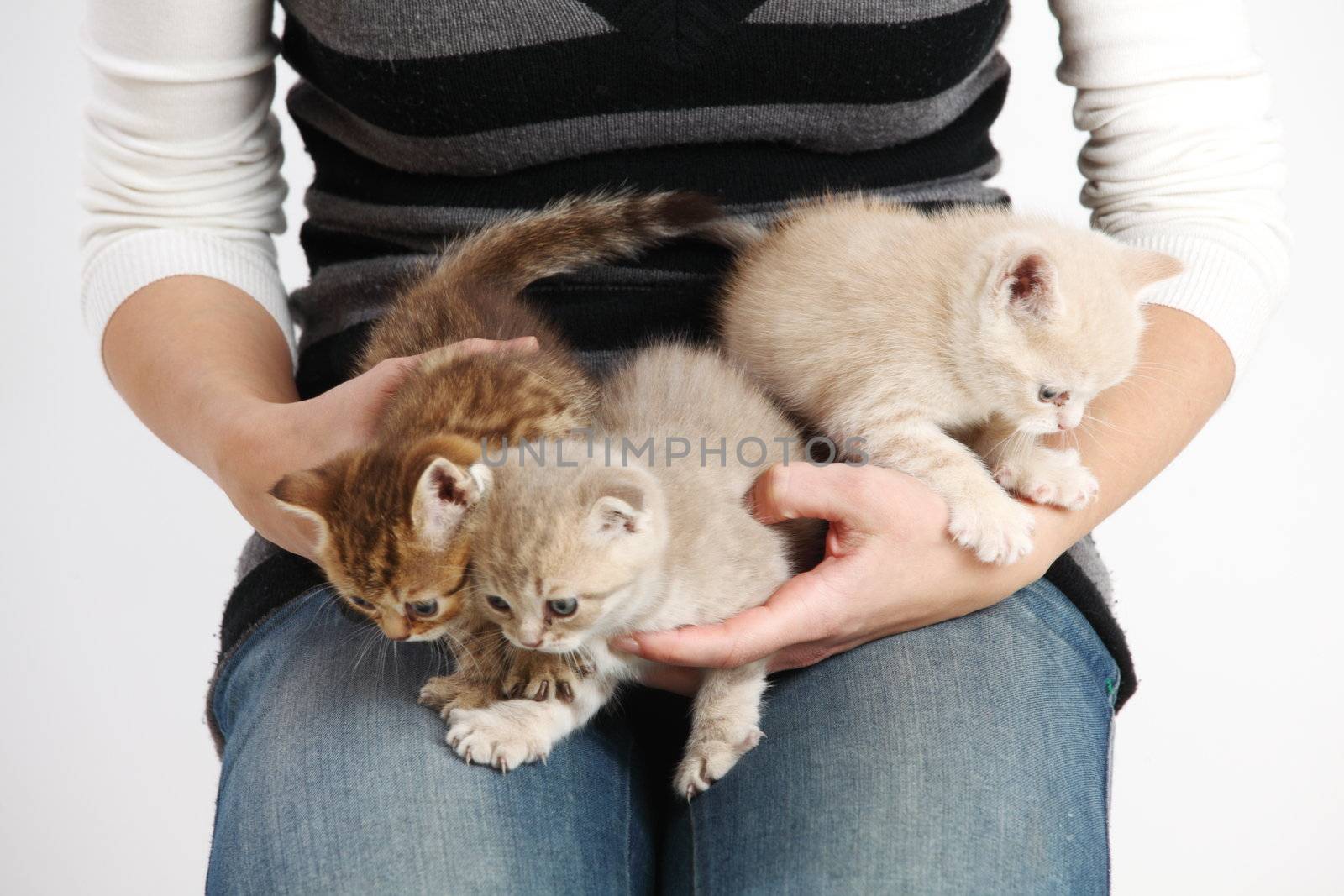 cat in hands isolated on white background