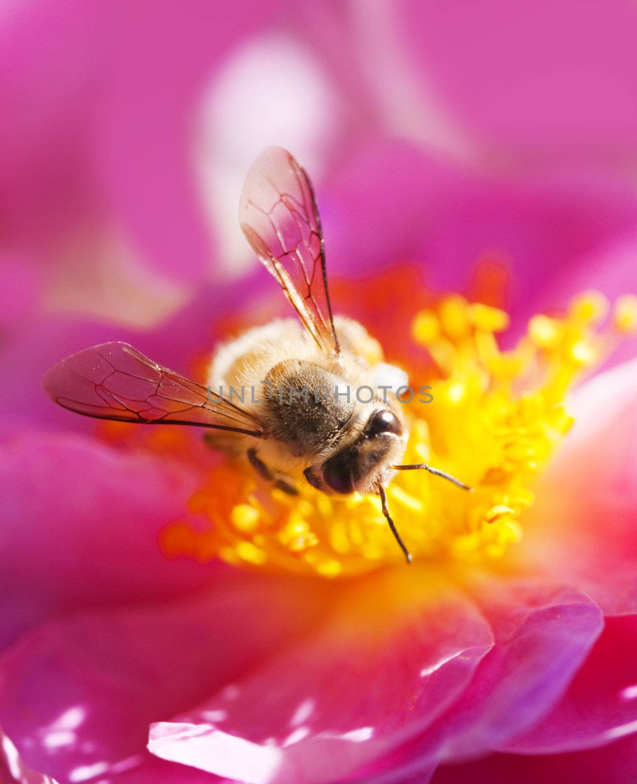 Bee collecting honey on a pink flower