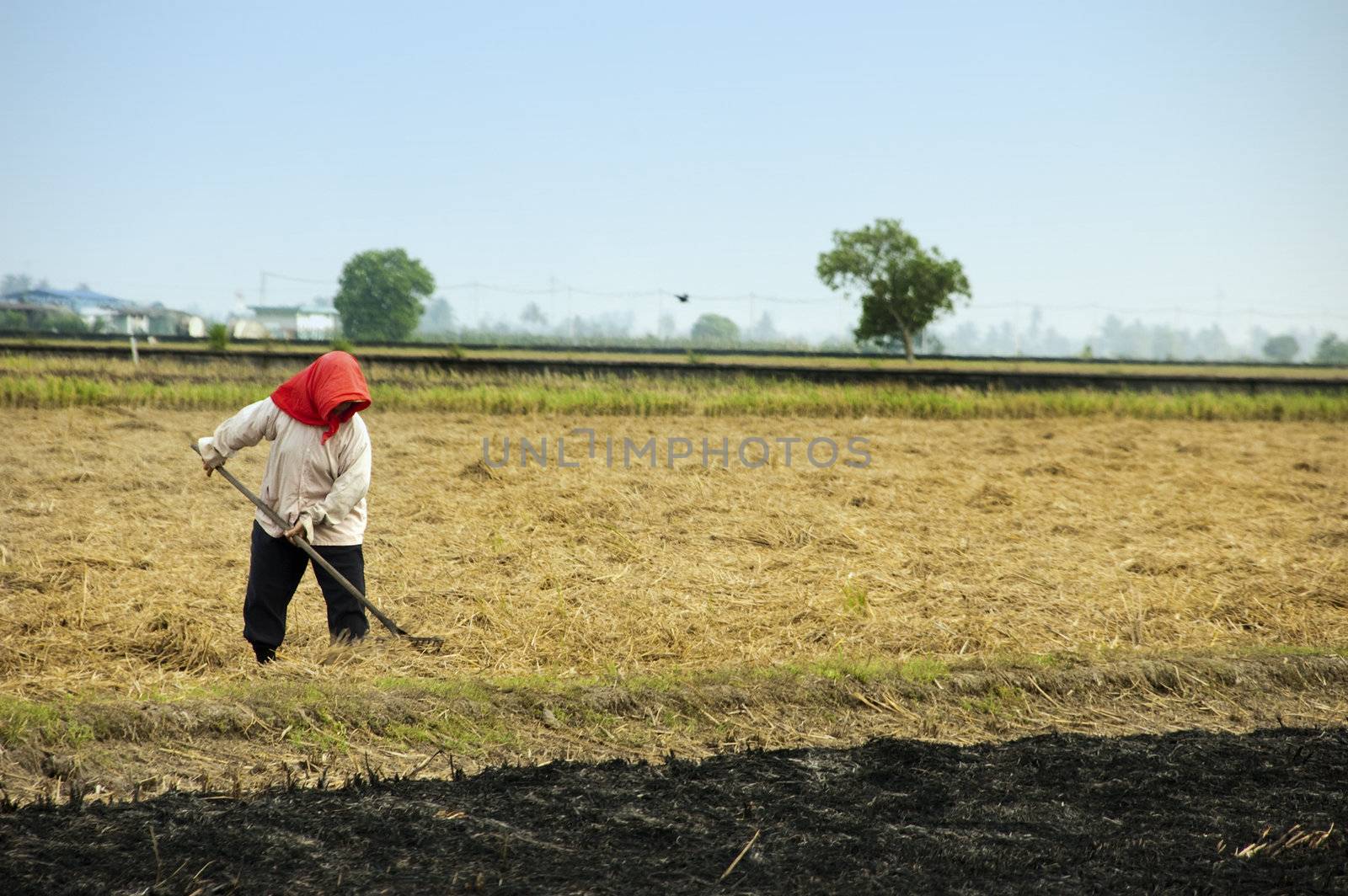 A farmer working on rice filed, after harvesting.