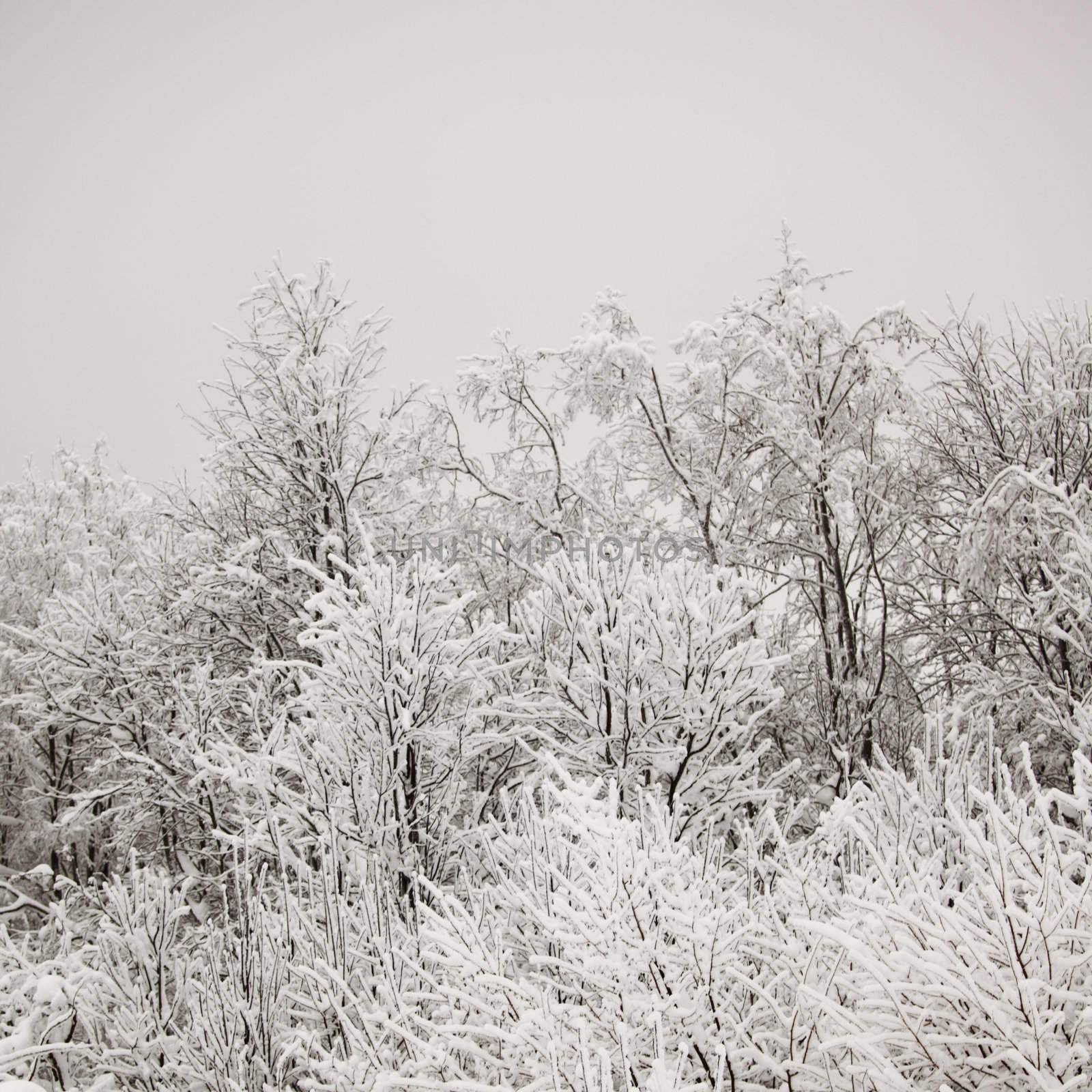 winter trees on snow white background