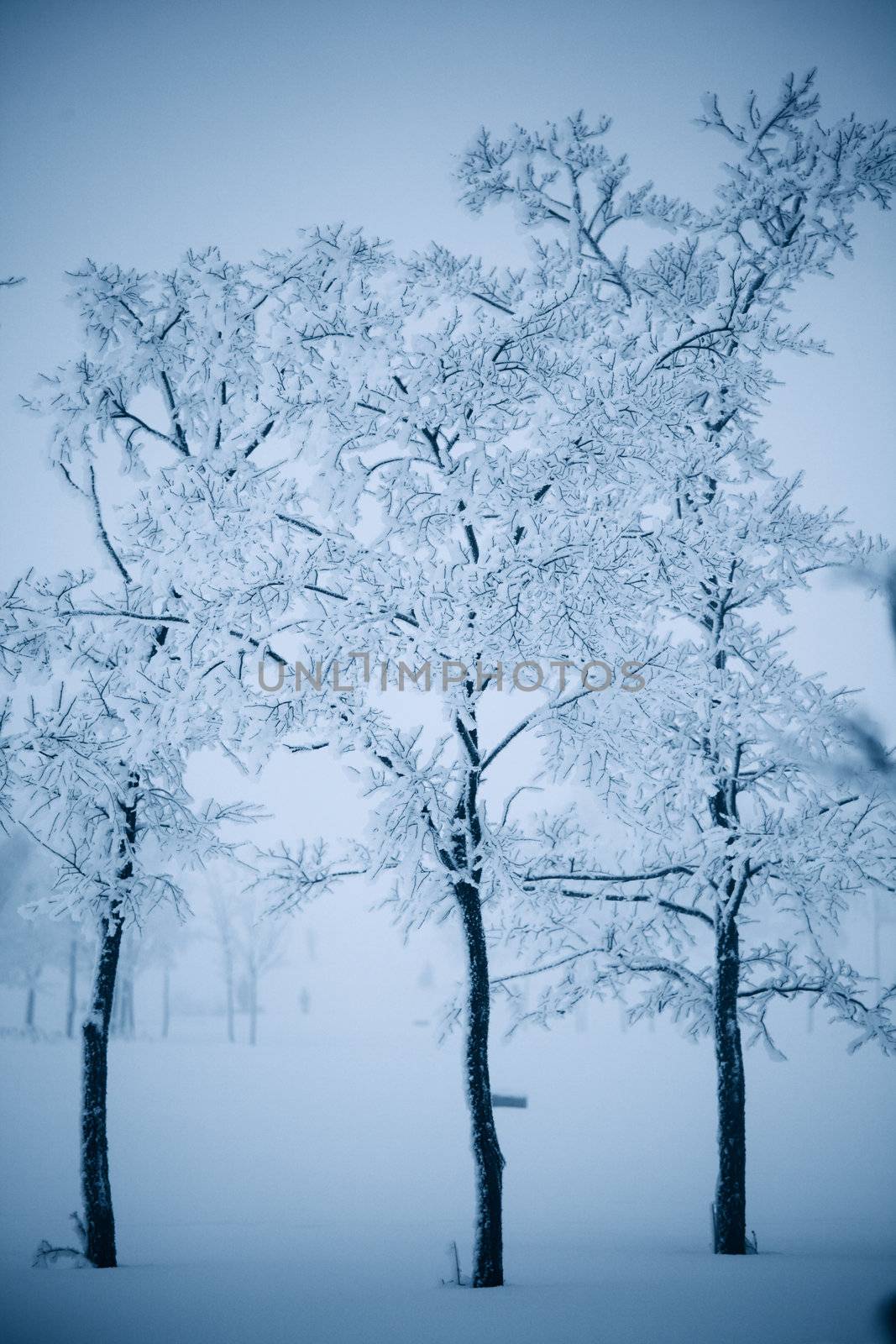 winter trees on snow white background