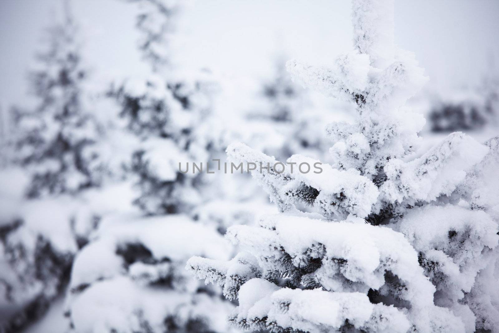 winter trees on snow white background