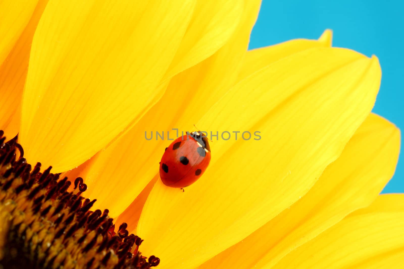 ladybug on sunflower blue background