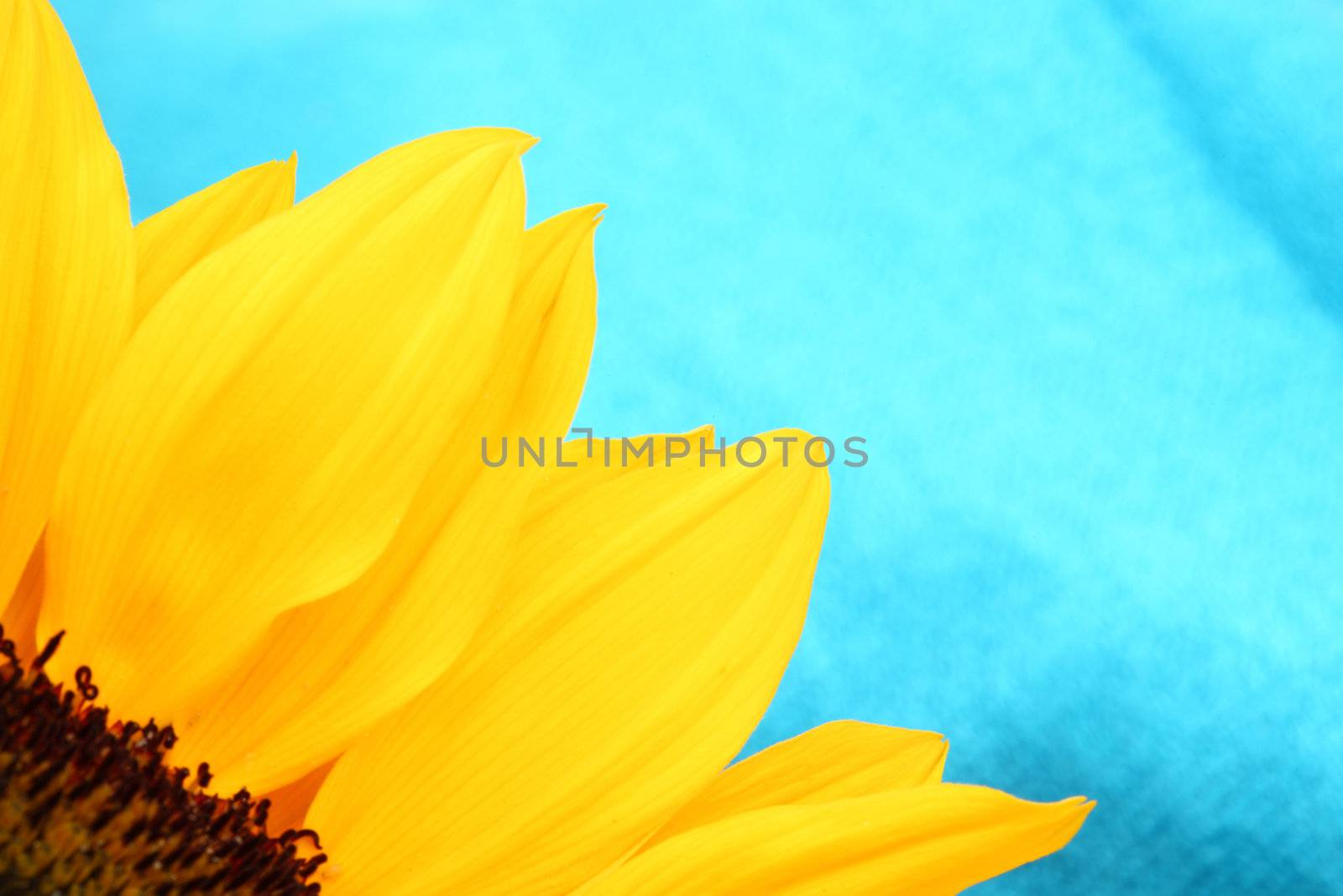 yellow sunflower macro close up