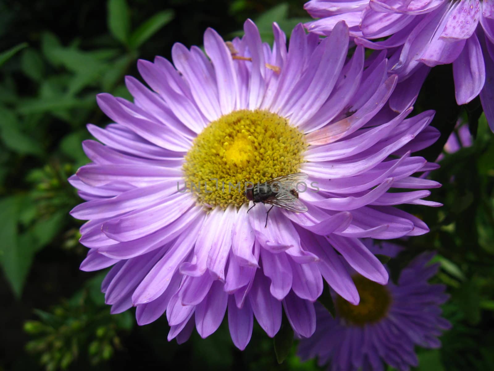 a fly on the beautiful flower of purple aster 







Beautiful flower of purple asters is very fragrant