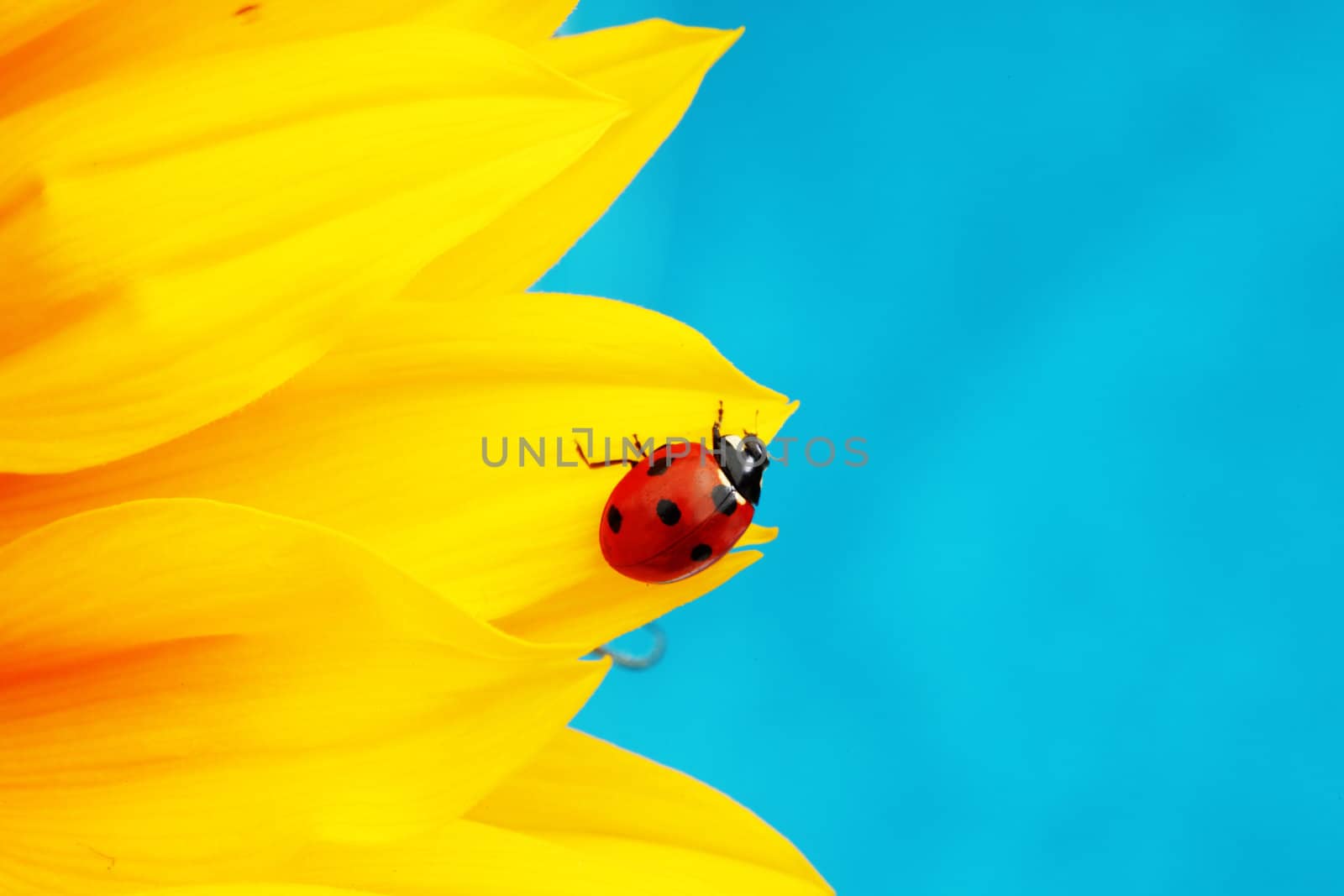 ladybug on sunflower blue background