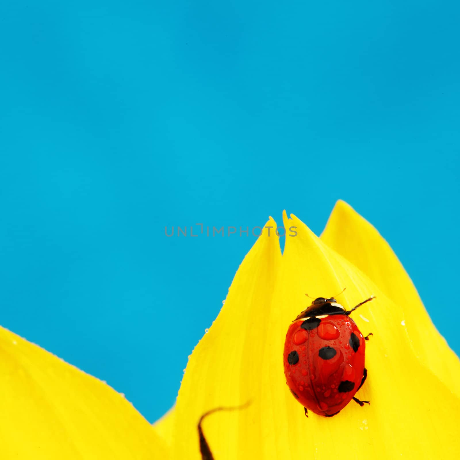 ladybug on sunflower blue background