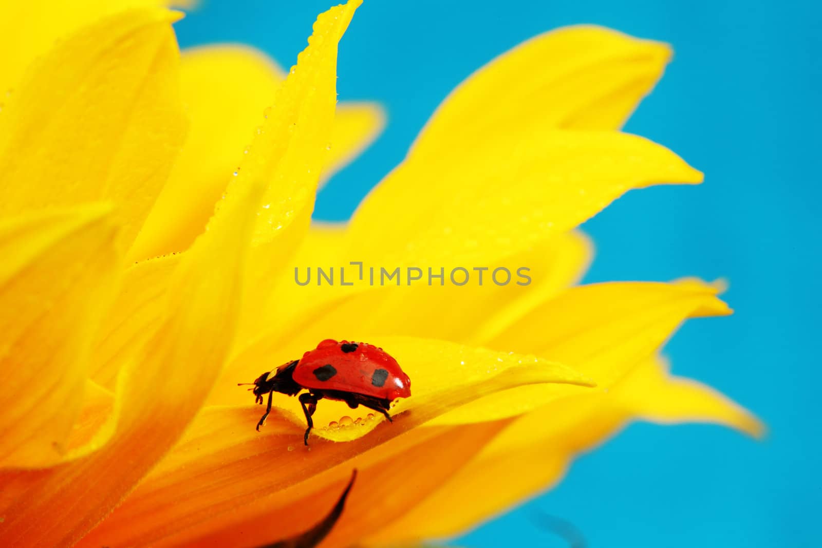 ladybug on sunflower blue background