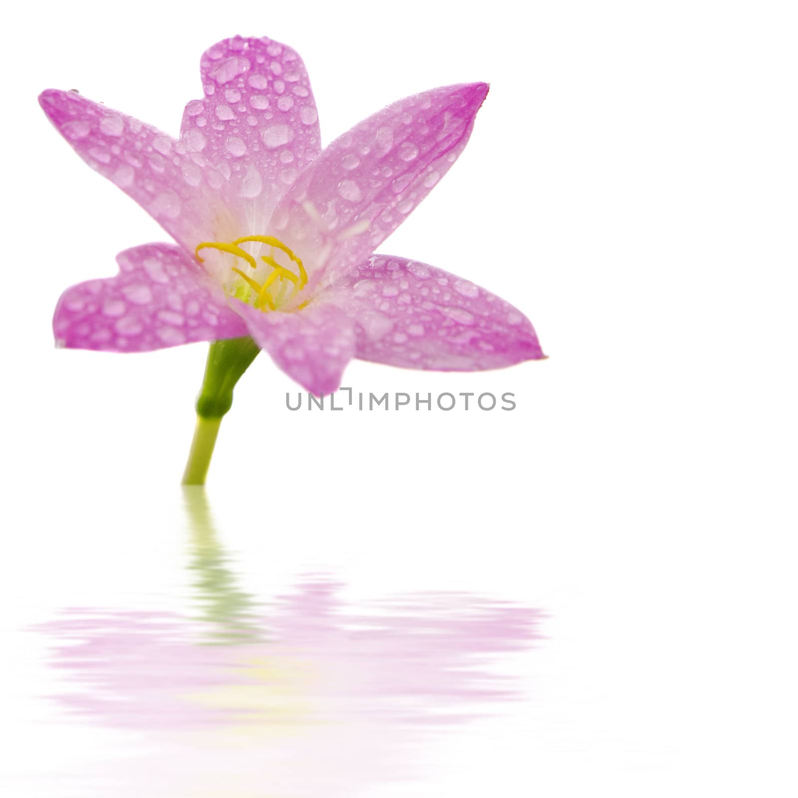 Beautiful pink flower on white background