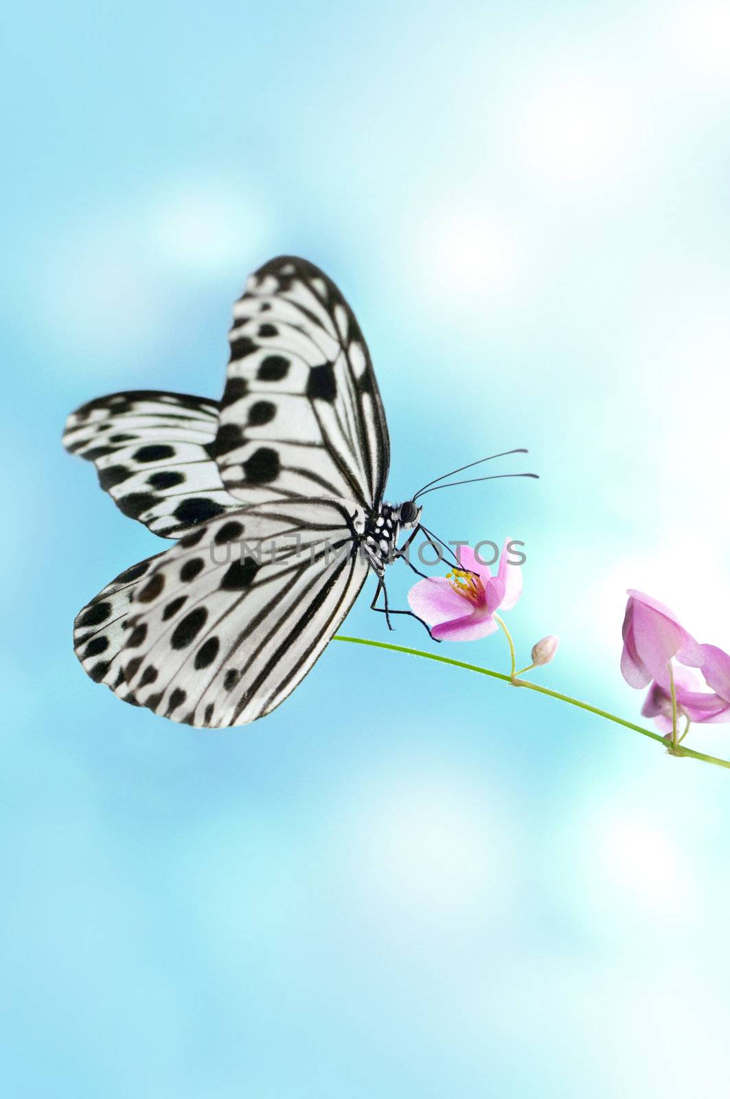 Butterfly by szefei
