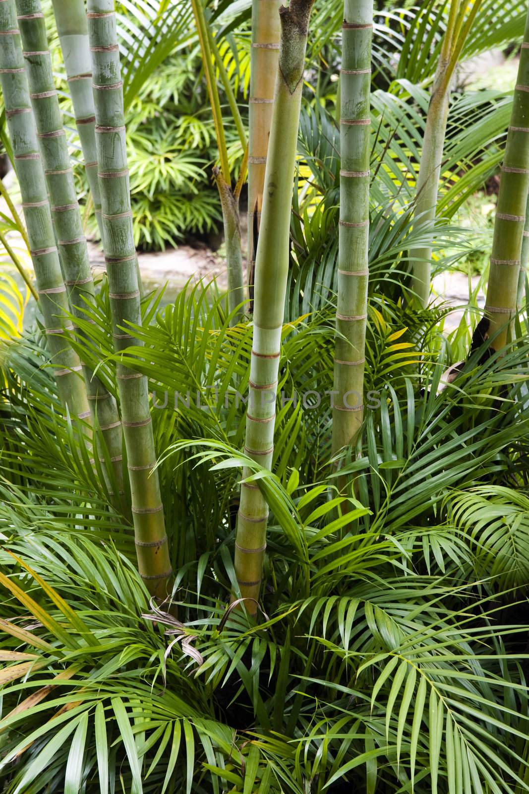 Landscape of tropical bamboo plant in garden