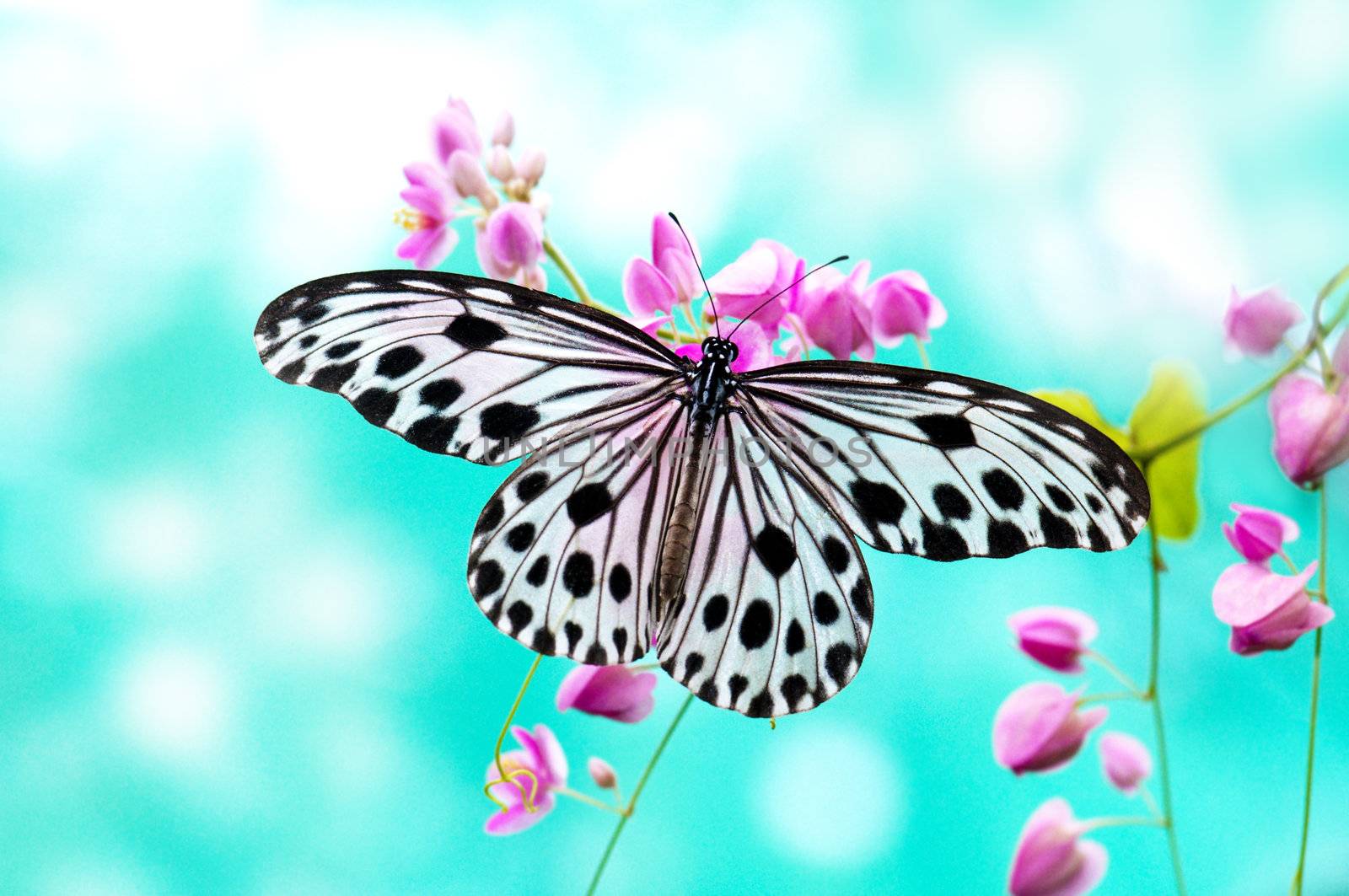 Close up Rice Paper Butterfly on pink flower