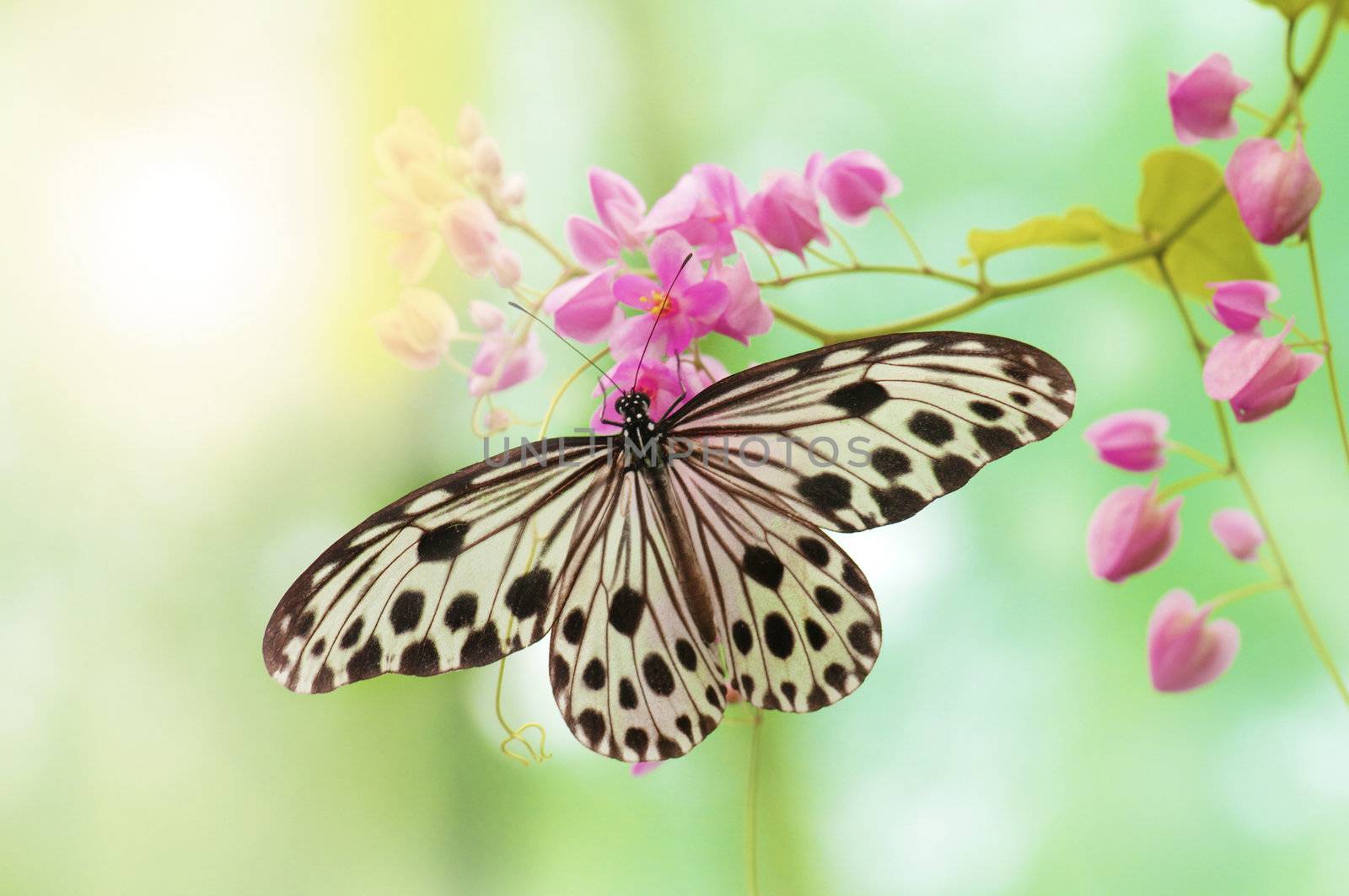 Rice Paper Butterfly on pink flower