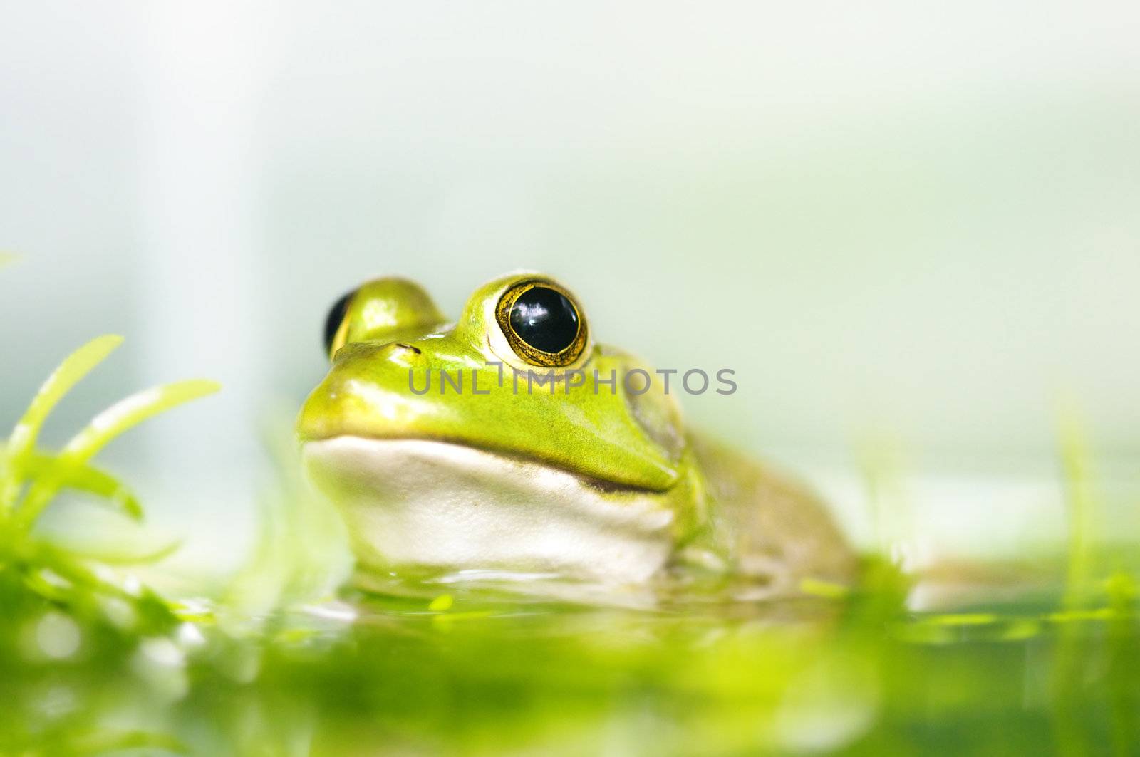 Close up frog in a pond, shallow depth of field.