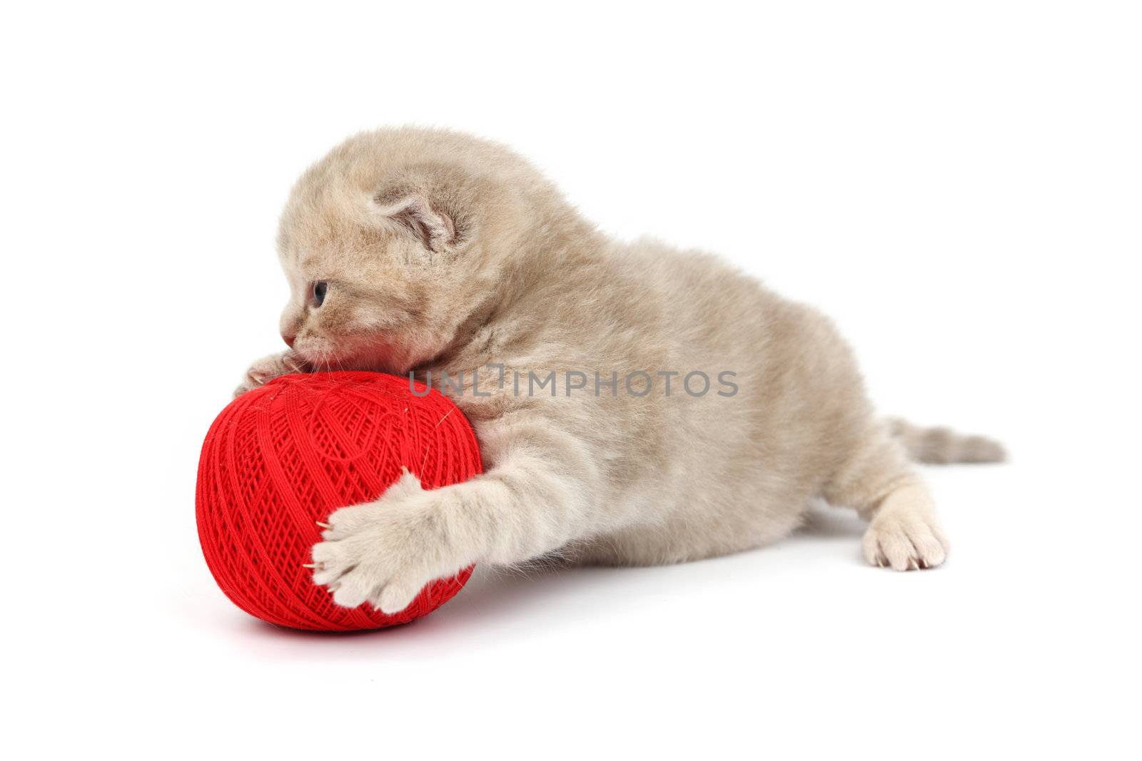 cat and red wool ball isolated on white