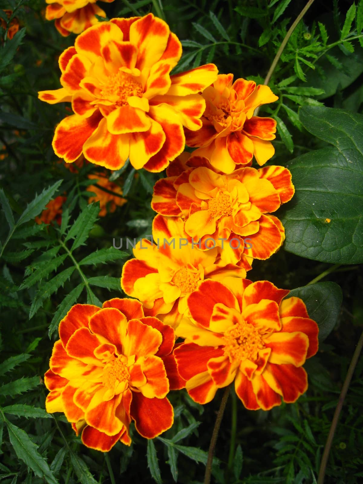 ukrainian Tagetes are very bright and fragrant