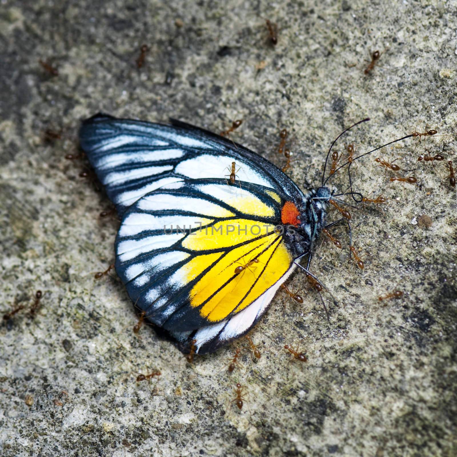 Dead butterfly by szefei