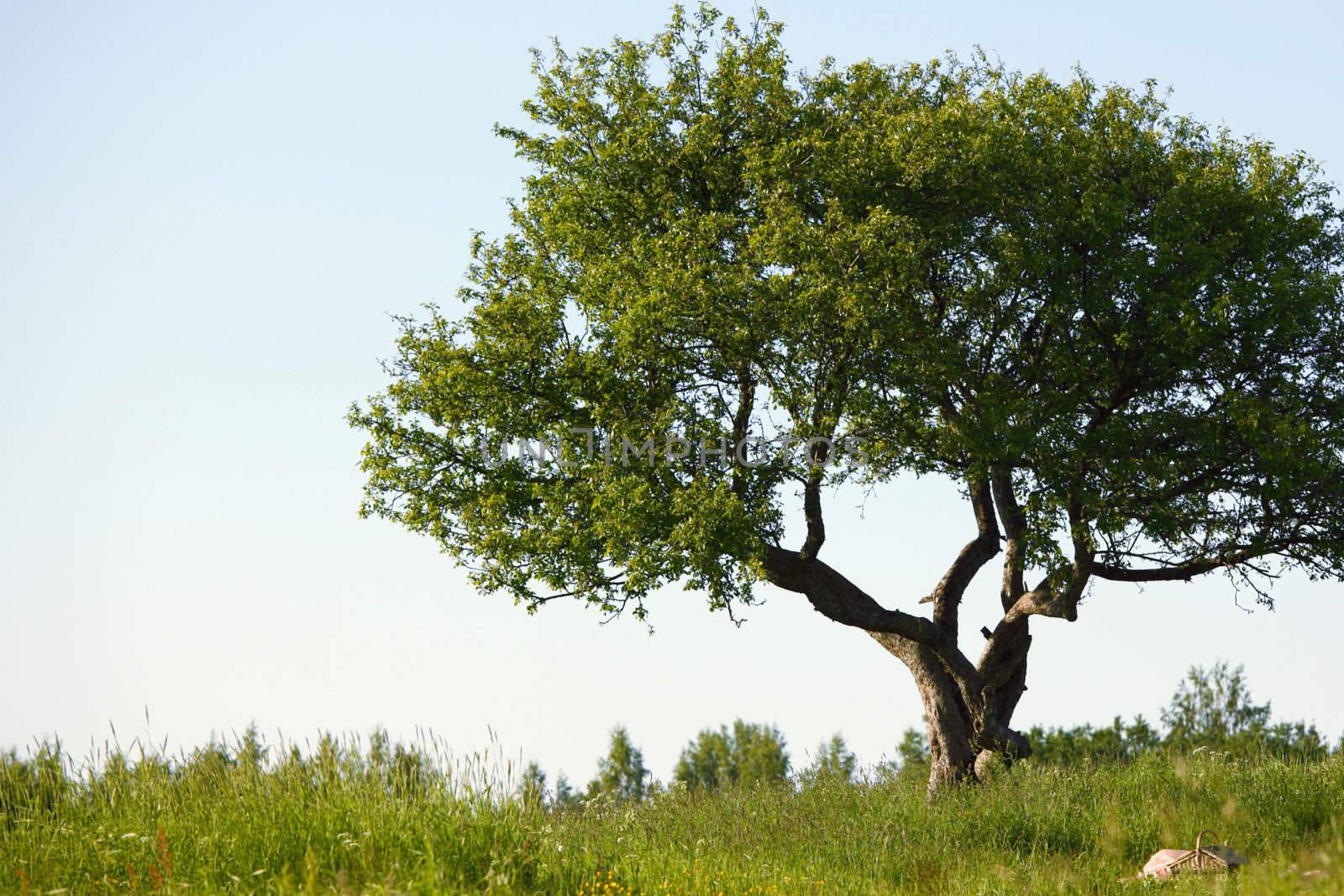 alone tree on green grass field