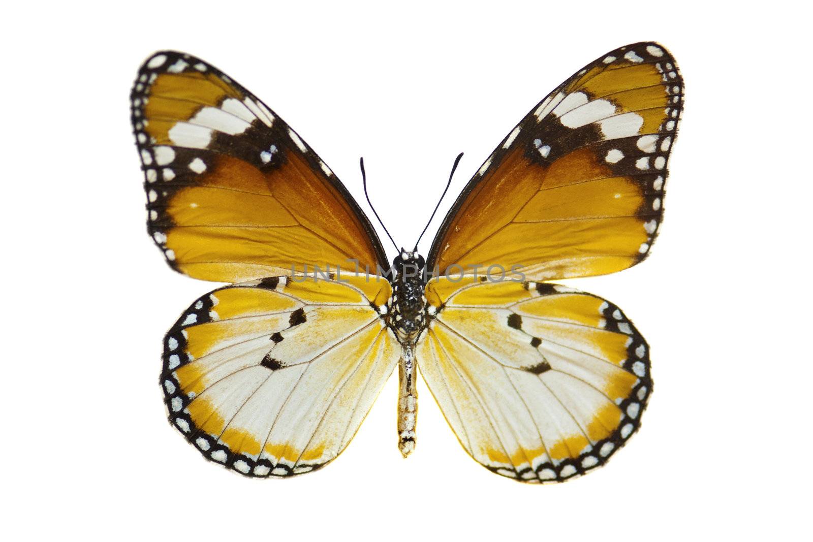 Close-up Plain Tiger Butterfly isolated on white.