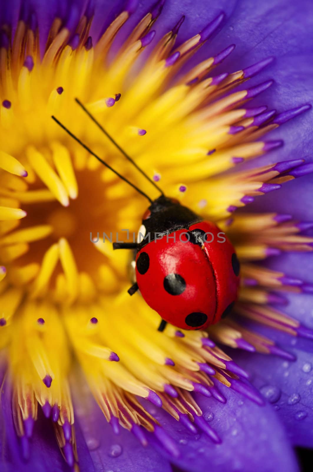 Ladybug and waterlily by szefei