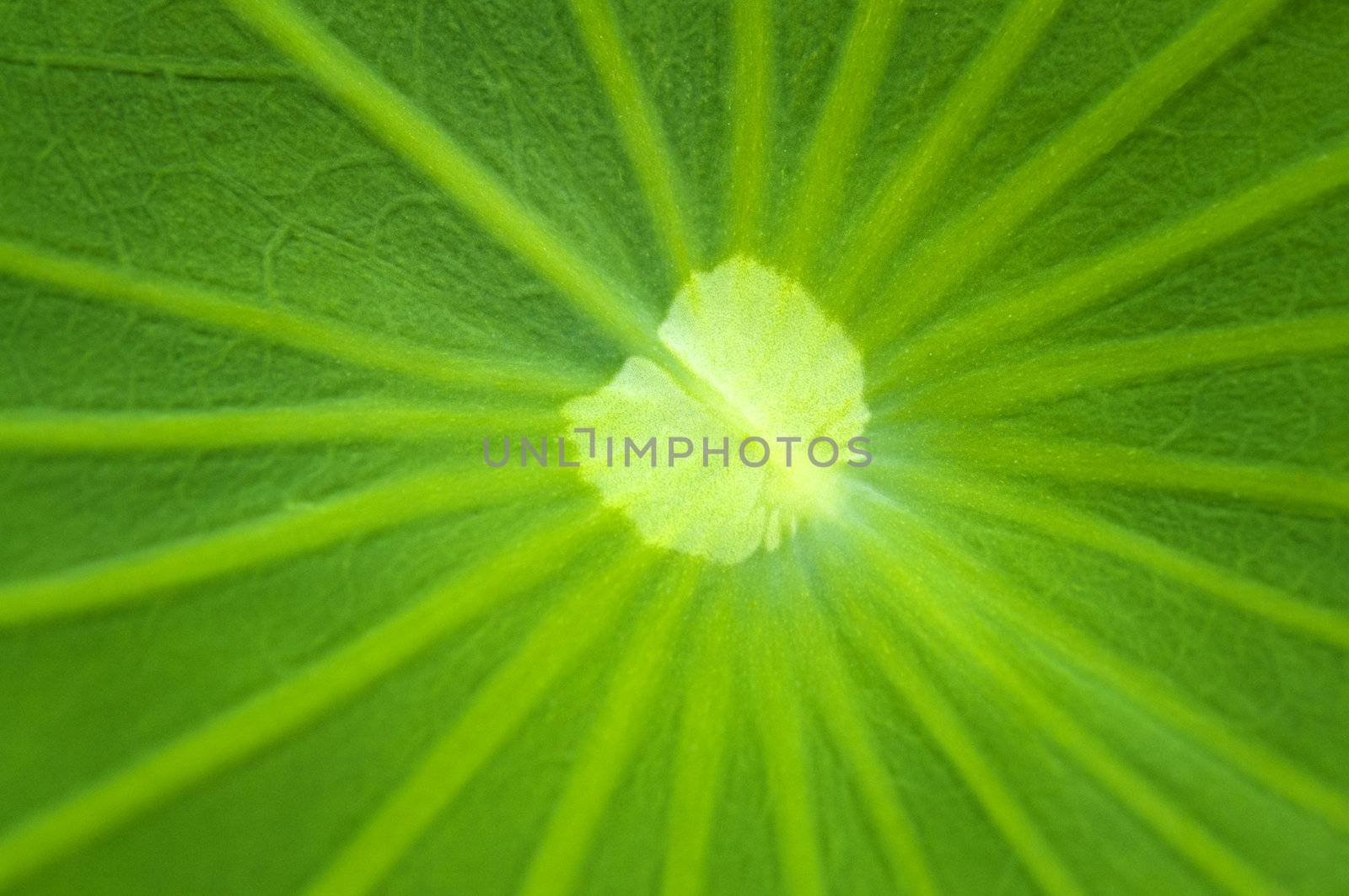 Close up on a green lotus leaf