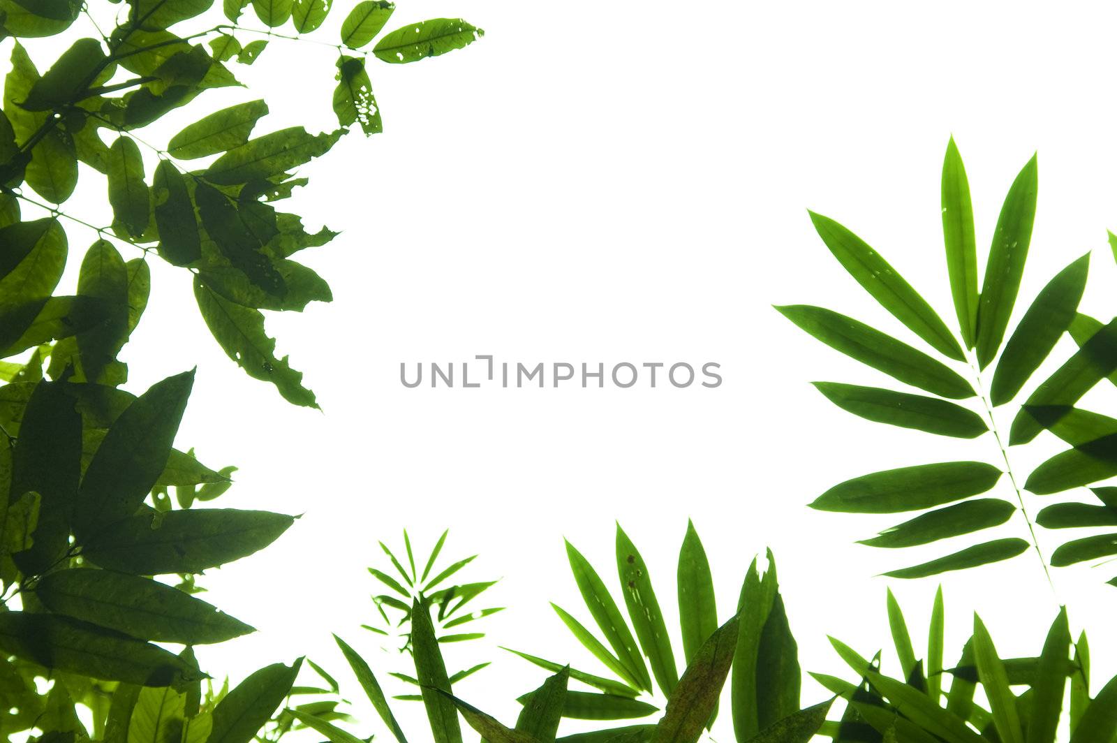 Natural green leaf border against white background.