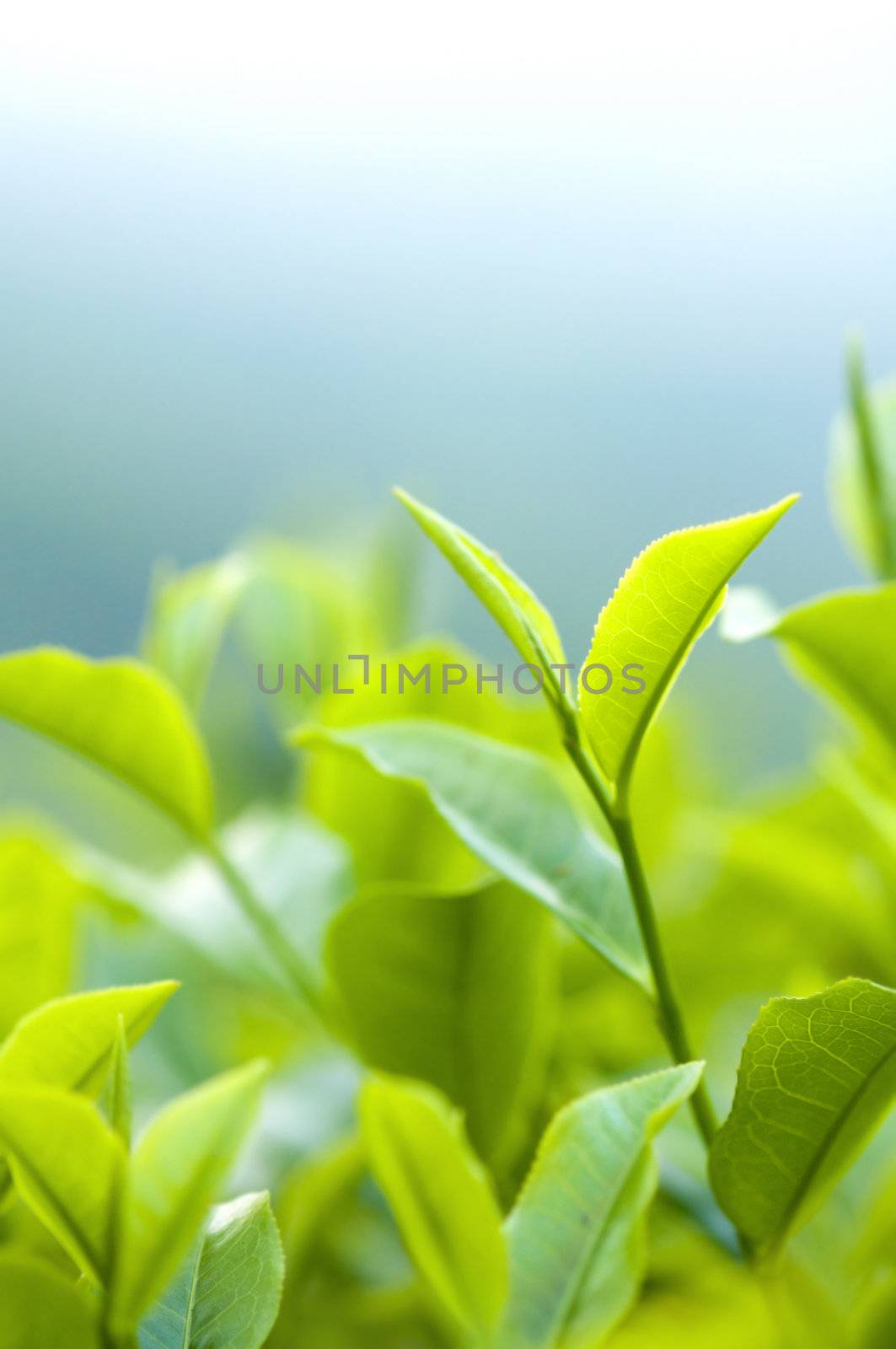 Close up fresh tea leaves in morning sunlight.