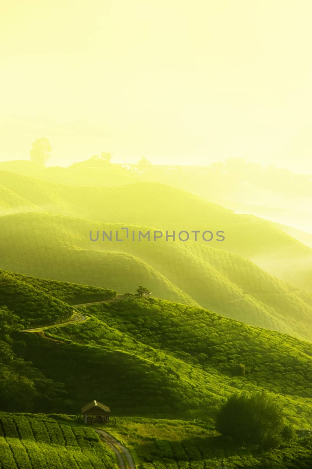 Tea Plantations at Cameron Highlands Malaysia. Sunrise in early morning with fog.
