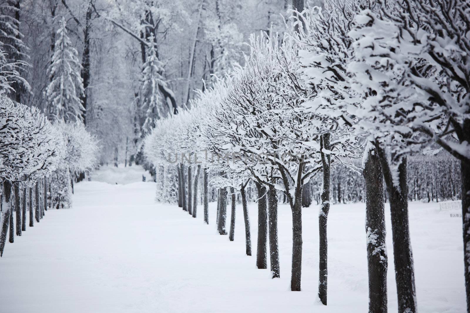  winter trees on snow white background