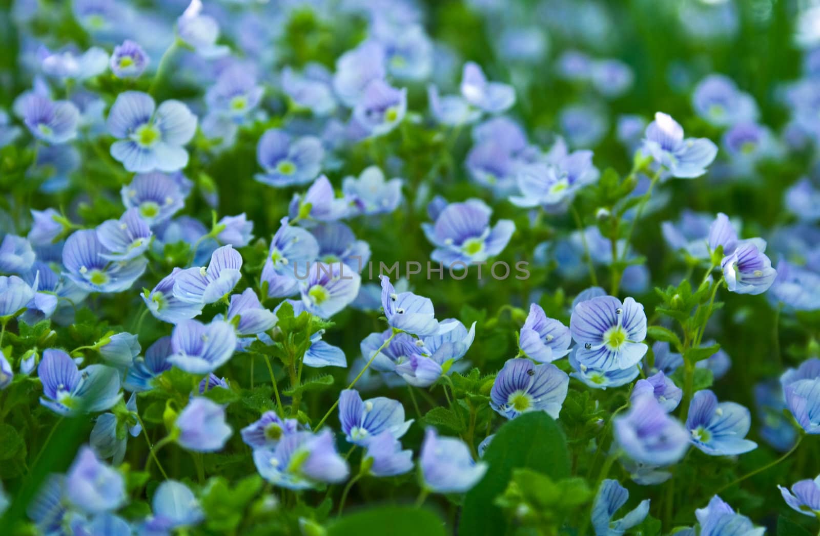 Blue small flowers by vtorous