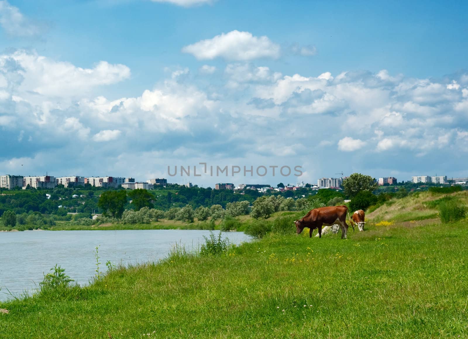 Cows and river