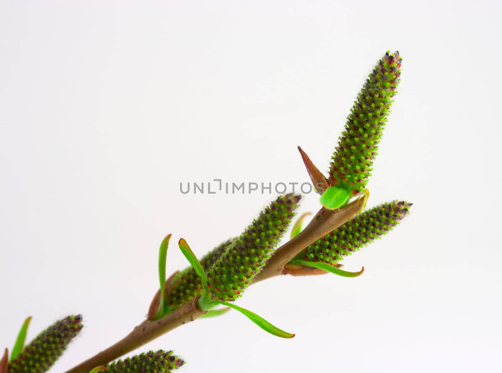 Willow blossom isolated on white