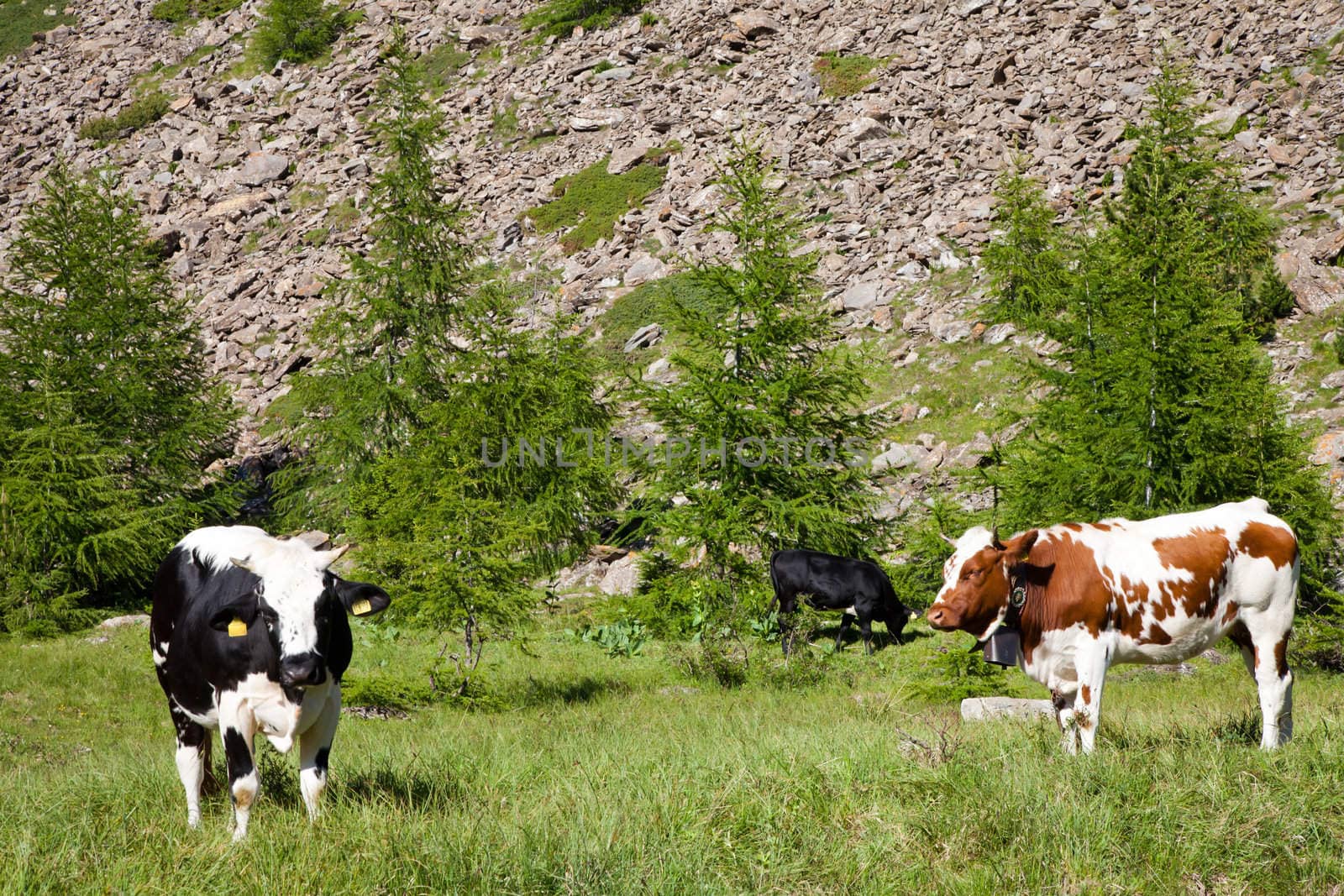 Italian cows during a sunny day close to Susa, Piedmont, Italian Alps