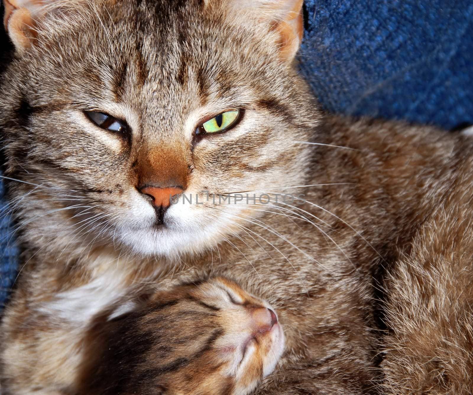 mother mix-bred cat with newborn kitty in hug
